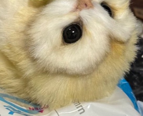 子フクロウのぬいぐるみ