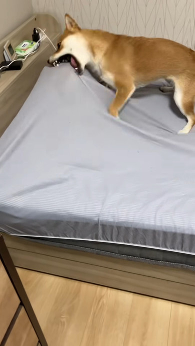 本来“1分”で終わるはずのシーツ交換が……時間がかかる“飼い主絶叫”な理由に「やめてくれ〜〜〜」