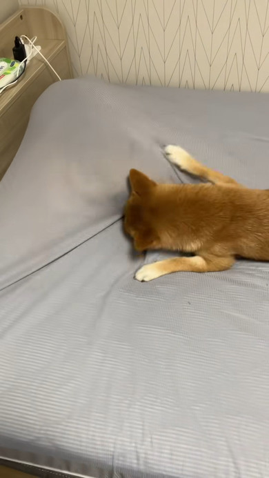 本来“1分”で終わるはずのシーツ交換が……時間がかかる“飼い主絶叫”な理由に「やめてくれ〜〜〜」