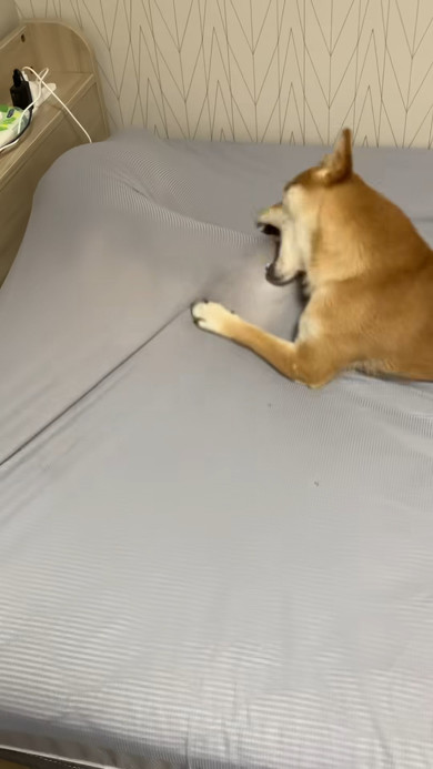 本来“1分”で終わるはずのシーツ交換が……時間がかかる“飼い主絶叫”な理由に「やめてくれ〜〜〜」