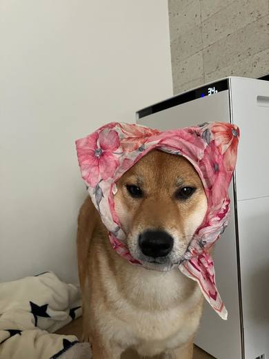 本来“1分”で終わるはずのシーツ交換が……時間がかかる“飼い主絶叫”な理由に「やめてくれ〜〜〜」