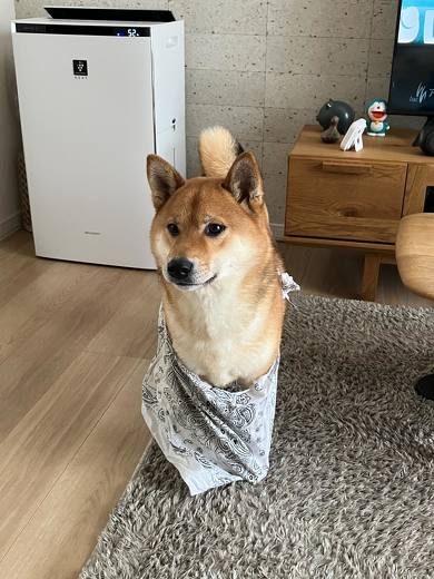 本来“1分”で終わるはずのシーツ交換が……時間がかかる“飼い主絶叫”な理由に「やめてくれ〜〜〜」