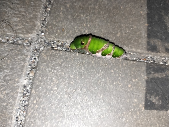 玄関にいた緑色のイモムシ