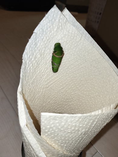 投稿者が用意した足場にくっついて蛹になろうとするイモムシ