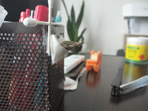 ペン立てに固定した足場と蛹