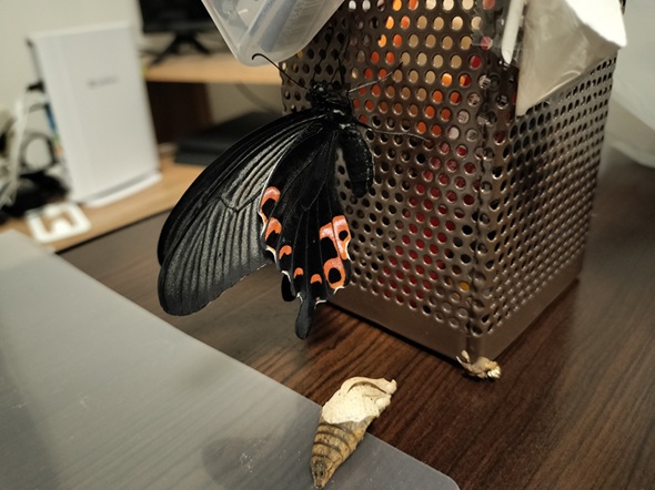 半年後に羽化したクロアゲハ