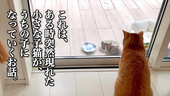 ライブ中に保護した子猫