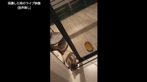 ライブ中に保護した子猫