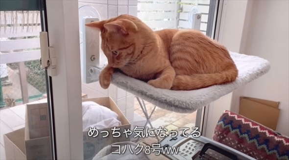 ライブ中に保護した子猫