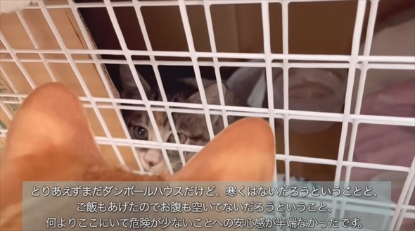 ライブ中に保護した子猫