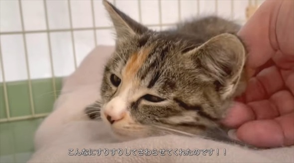 ライブ中に保護した子猫