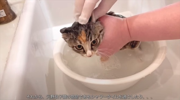 ライブ中に保護した子猫
