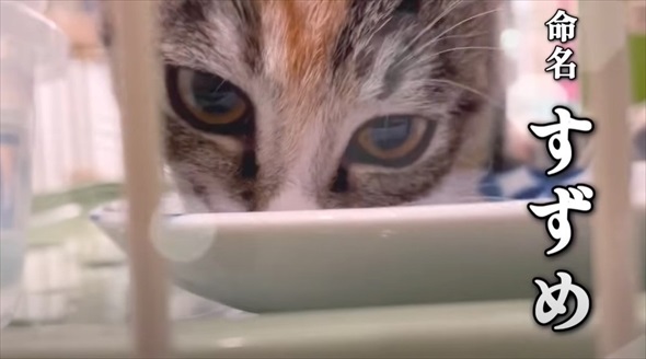 ライブ中に保護した子猫