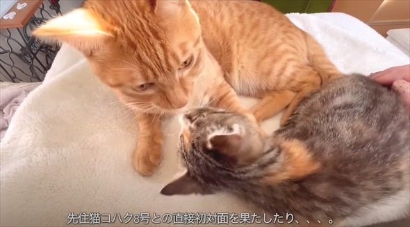 ライブ中に保護した子猫