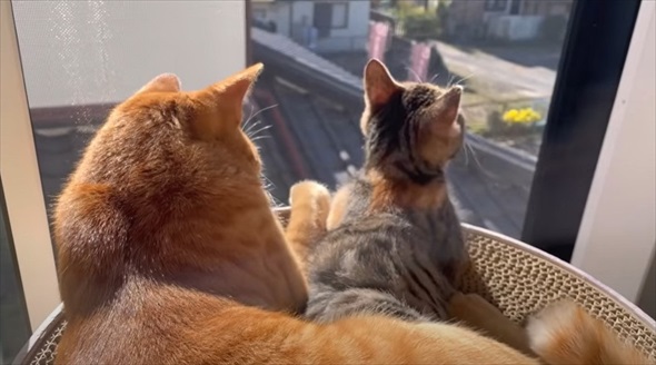 ライブ中に保護した子猫