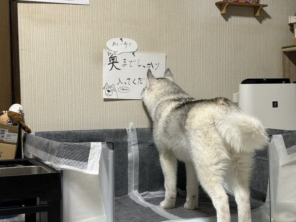 ワンコに向けた呼びかけポスター