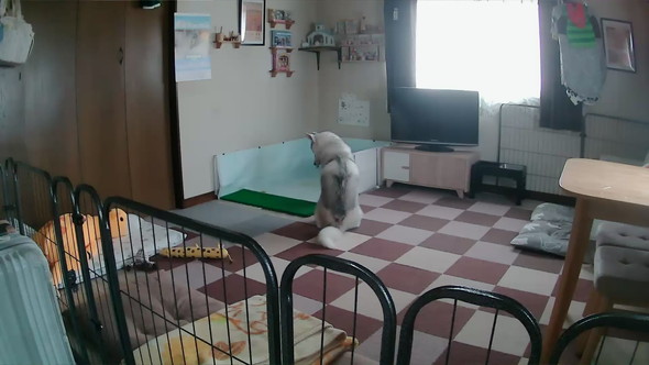 ワンコのための室内トイレ