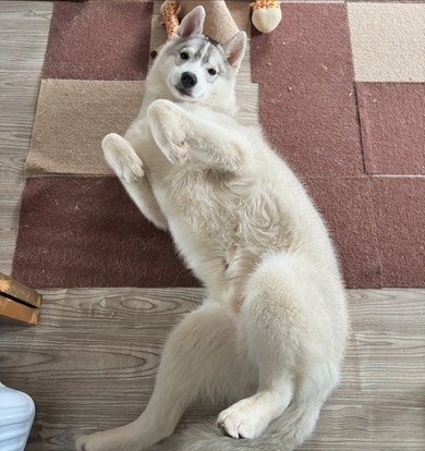 へそ天のワンコ