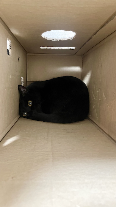 段ボール箱のノアールちゃん