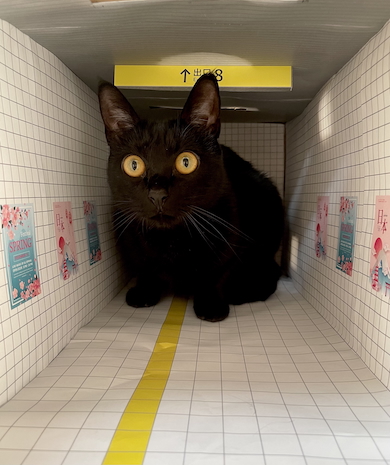 8番出口の通路に猫