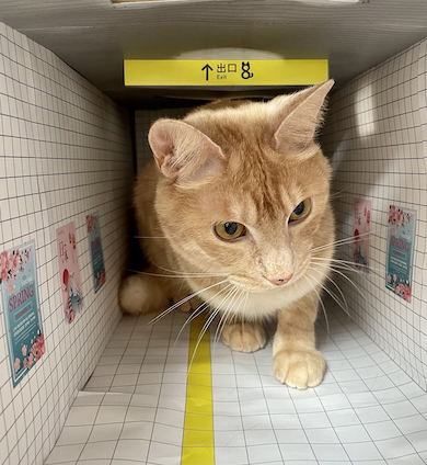 茶トラ猫も通路へ