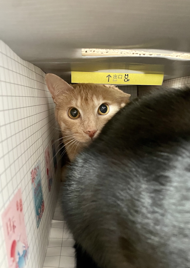 8番出口の通路が猫で渋滞