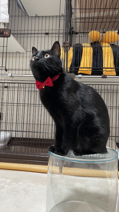 リボン姿のノワール