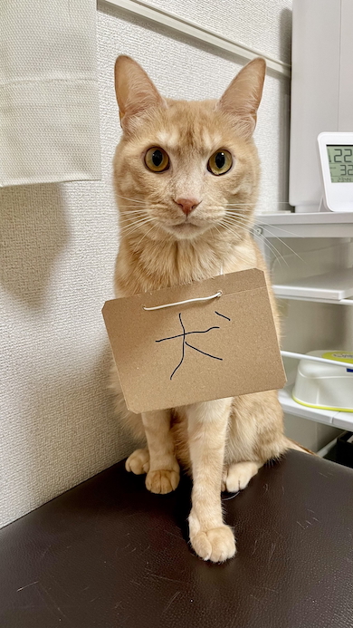 犬を名乗るティーグル