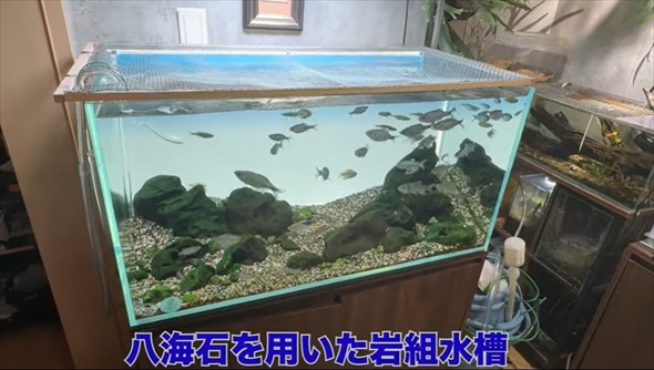 26歳独身男性のアクアリウム趣味部屋