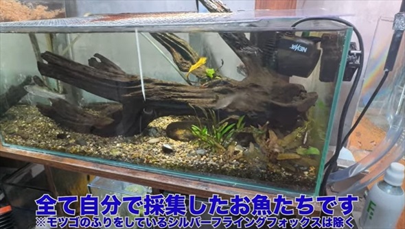 26歳独身男性のアクアリウム趣味部屋