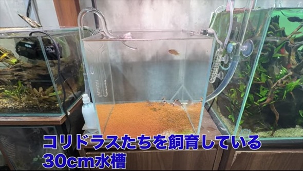 26歳独身男性のアクアリウム趣味部屋