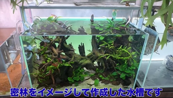 26歳独身男性のアクアリウム趣味部屋