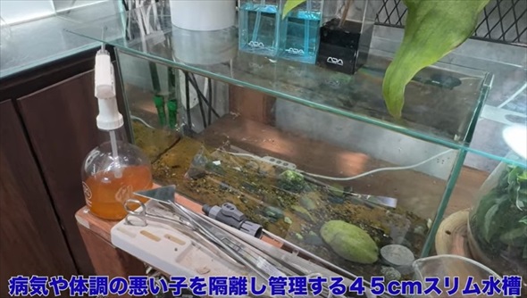 26歳独身男性のアクアリウム趣味部屋