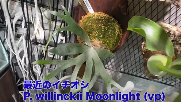 26歳独身男性のアクアリウム趣味部屋