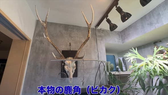 26歳独身男性のアクアリウム趣味部屋