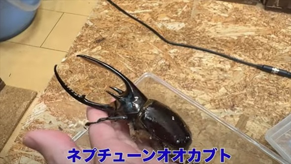 26歳独身男性のアクアリウム趣味部屋