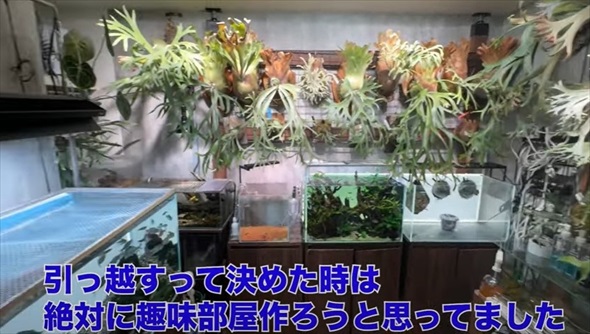 26歳独身男性のアクアリウム趣味部屋