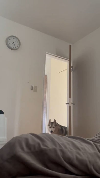 ハスキーの珀くん