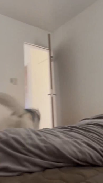 ハスキーの珀くん