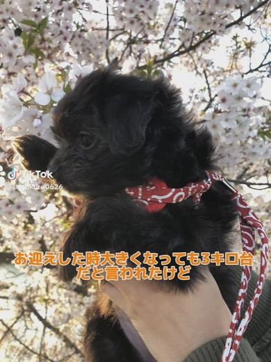 チワプーのワンコ