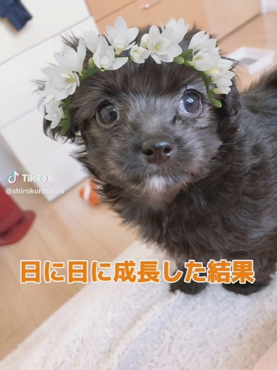 チワプーのワンコ