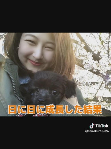 抱っこされているチワプーのワンコ