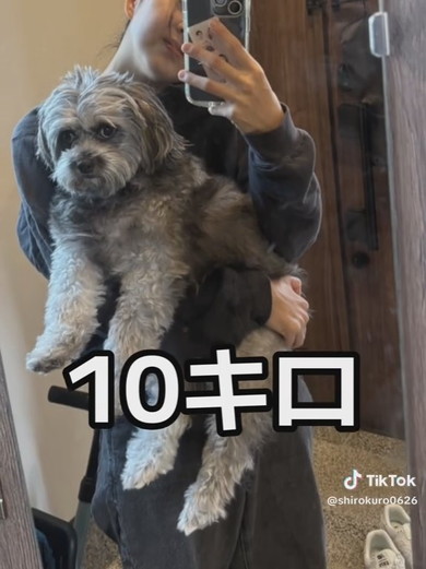 抱っこされているチワプーのワンコ