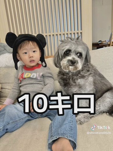 チワプーのワンコと子ども