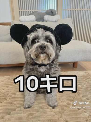 チワプーのワンコ