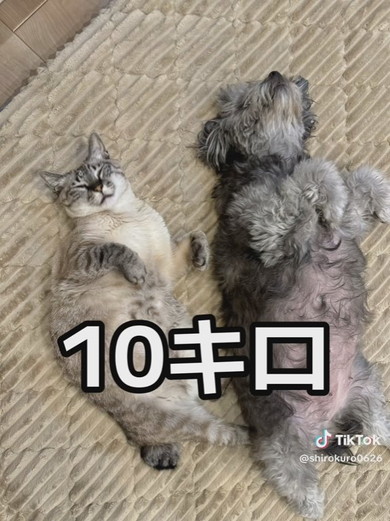 チワプーのワンコと猫ちゃん