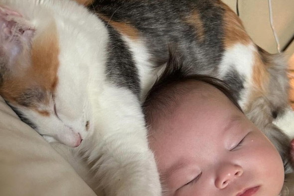 寝ている赤ちゃんと猫ちゃん
