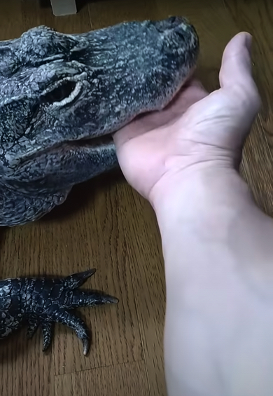 ワニ男さんの手を甘がみするレックスさん