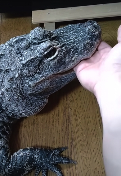 再び口の中へ手を入れてみると……
