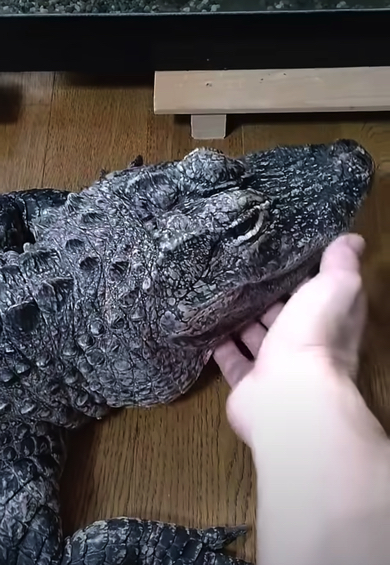 温厚な性格に育ったレックスさん